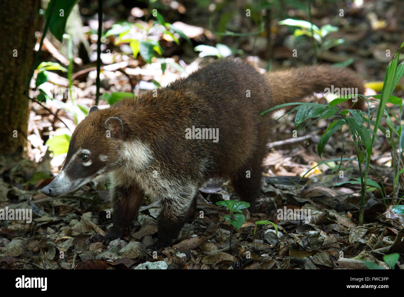 White-nosed Coati (Nasua narica). Male white-nosed coati sits quietly in Tikal ruins. Stock Photo