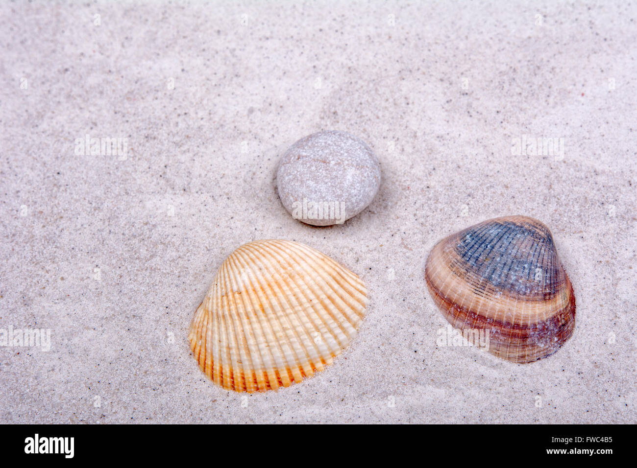 Sea shells on a grey sand background Stock Photo