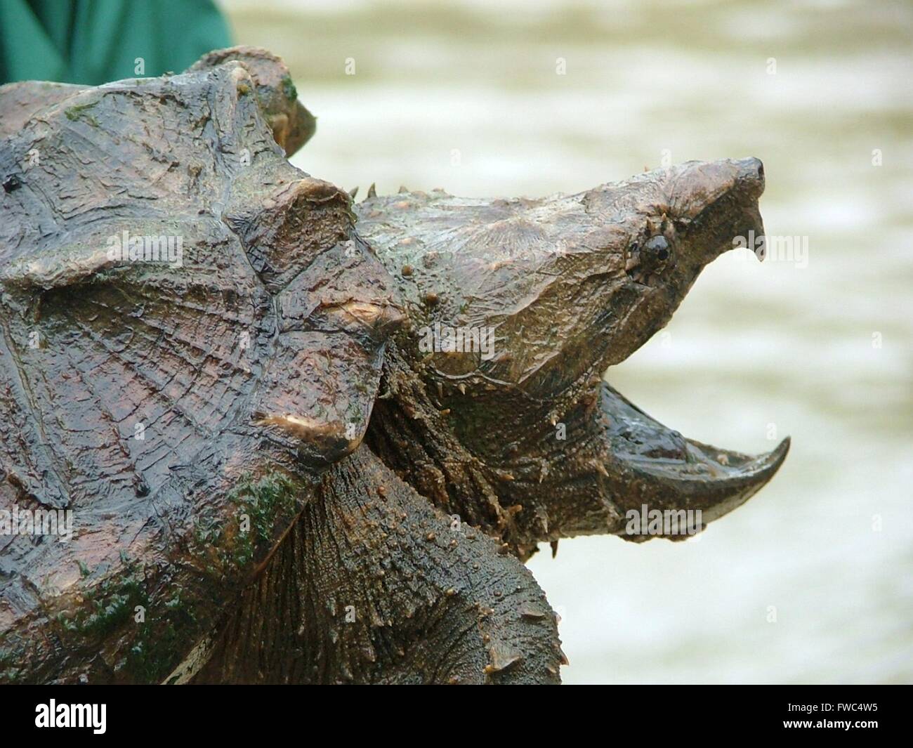 A U.S. Fish & Wildlife officer holds a Alligator Snapping Turtle at Cahaba River National Wildlife Refuge in Bibb County, Alabama. Stock Photo