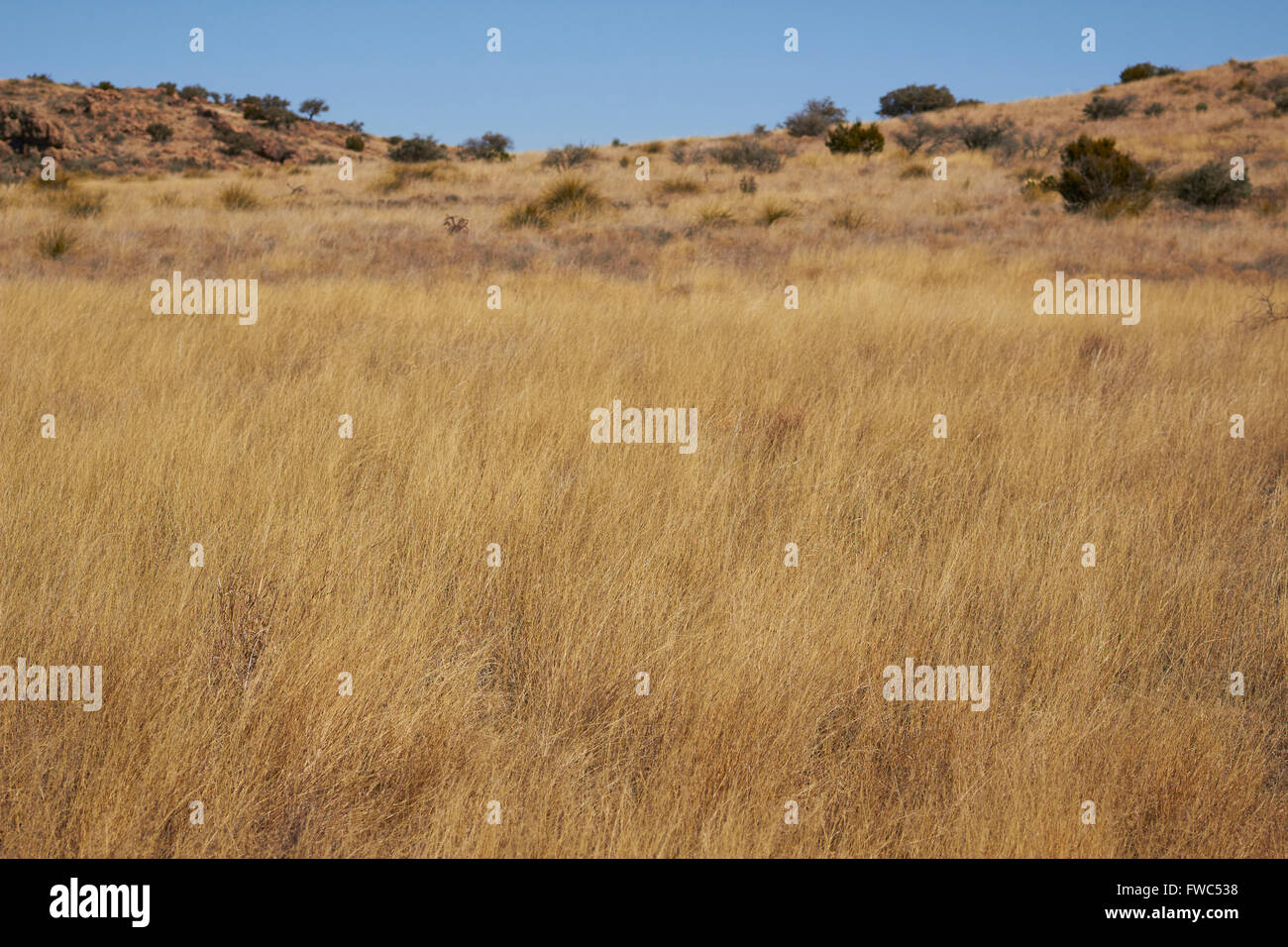 Grasslands, sometimes called rangeland or "the range," near Marathon