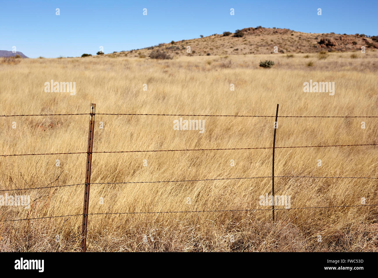 Grasslands, sometimes called rangeland or "the range," near Marathon