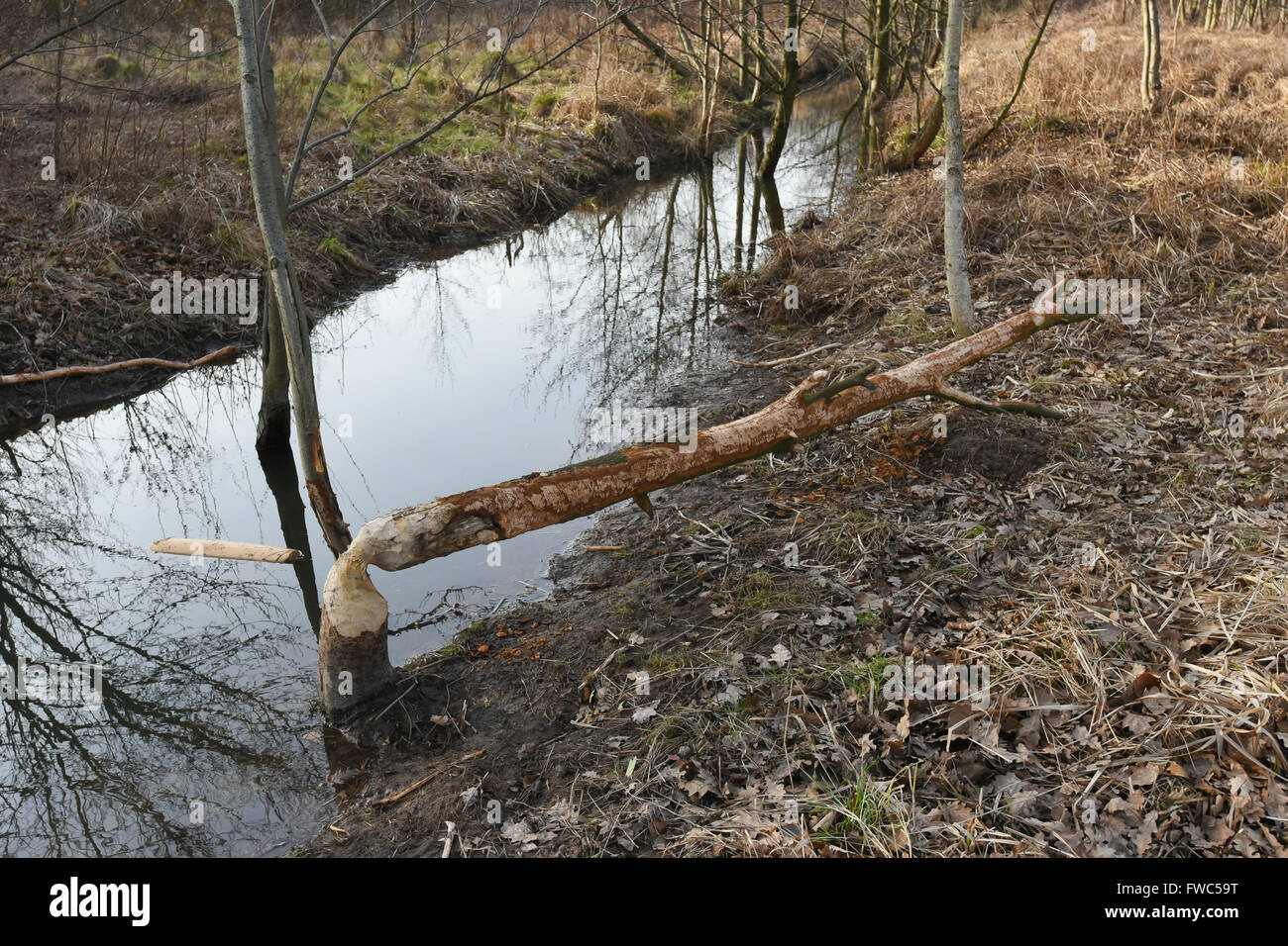 Beaver Tree Damage Stock Photo Alamy