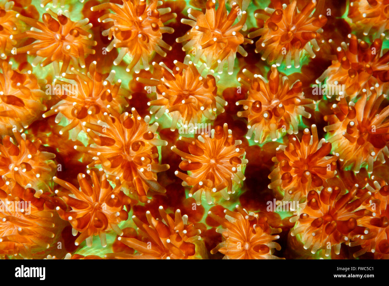 Hard Coral Polyps, probably Galaxea astreata, Tulamben, Bali, Indonesia Stock Photo