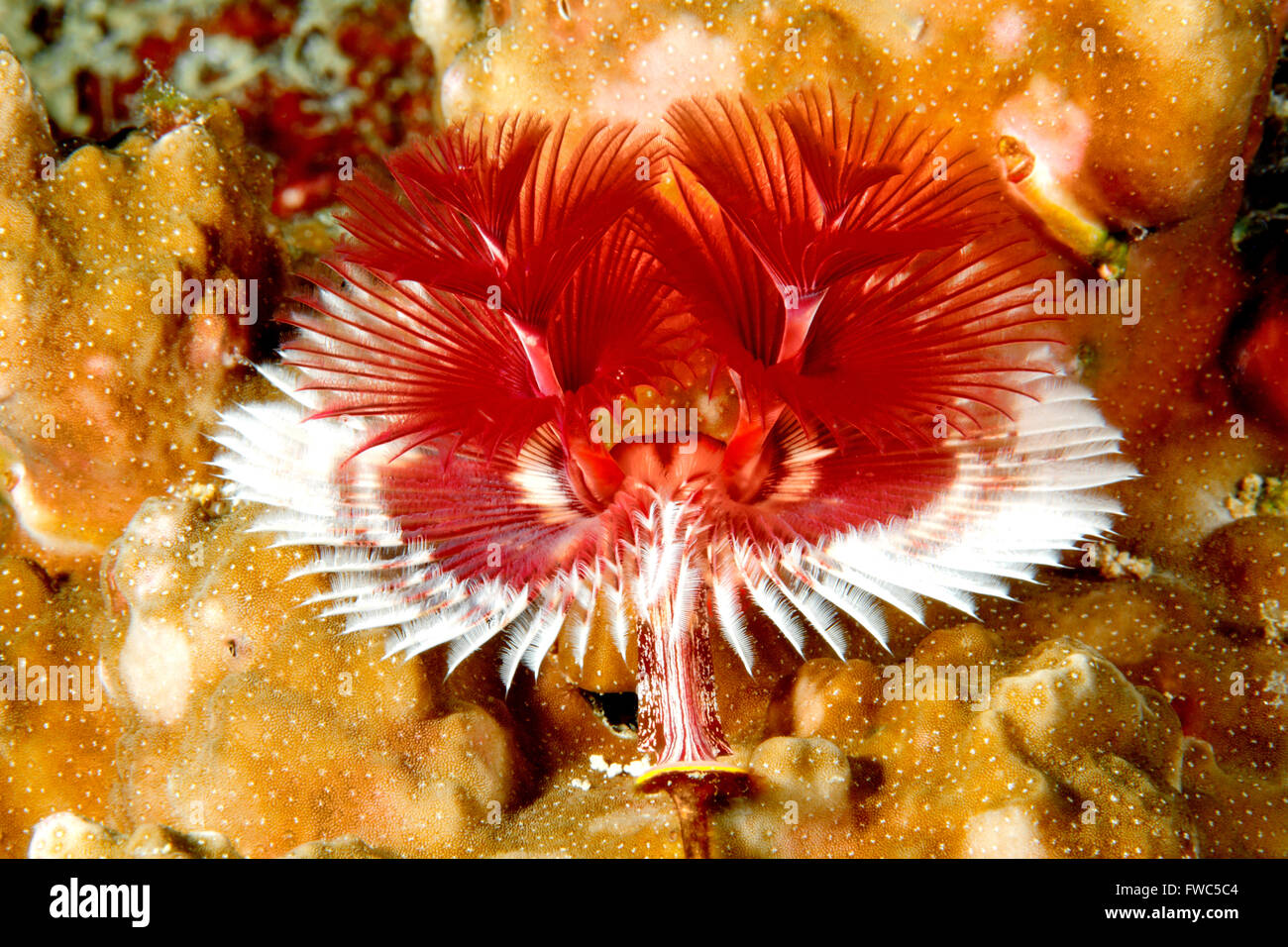 Christmas Tree Tube Worm, Spirobranchus giganteus, in coral. Uepi, Stock Photo