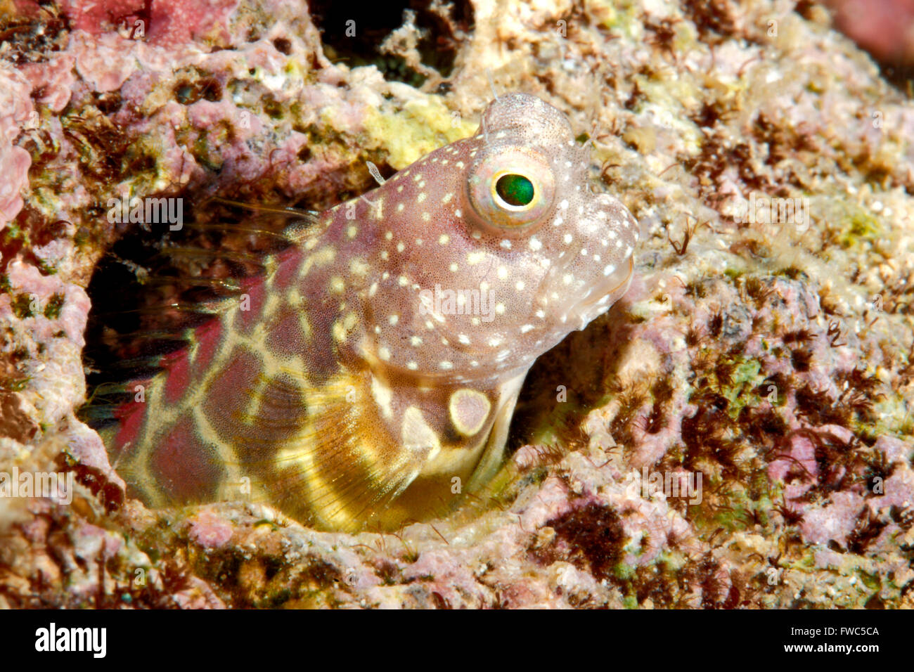 Segmented Blenny, Salarias segmentatus, peering out of a hole in the reef. Stock Photo