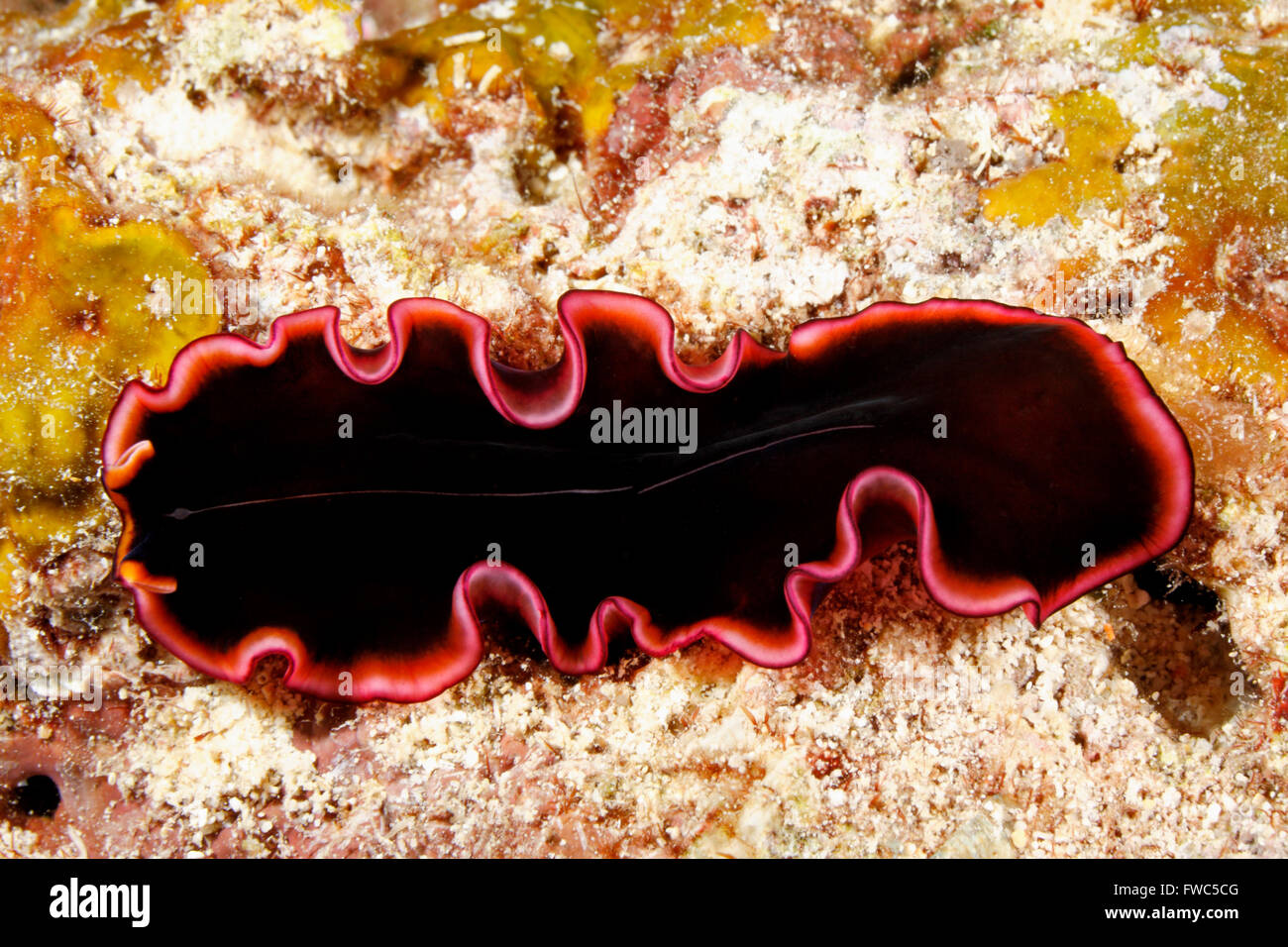 Marine Flatworm, Pseudobiceros gloriosus, crawling on the reef underwater. Stock Photo