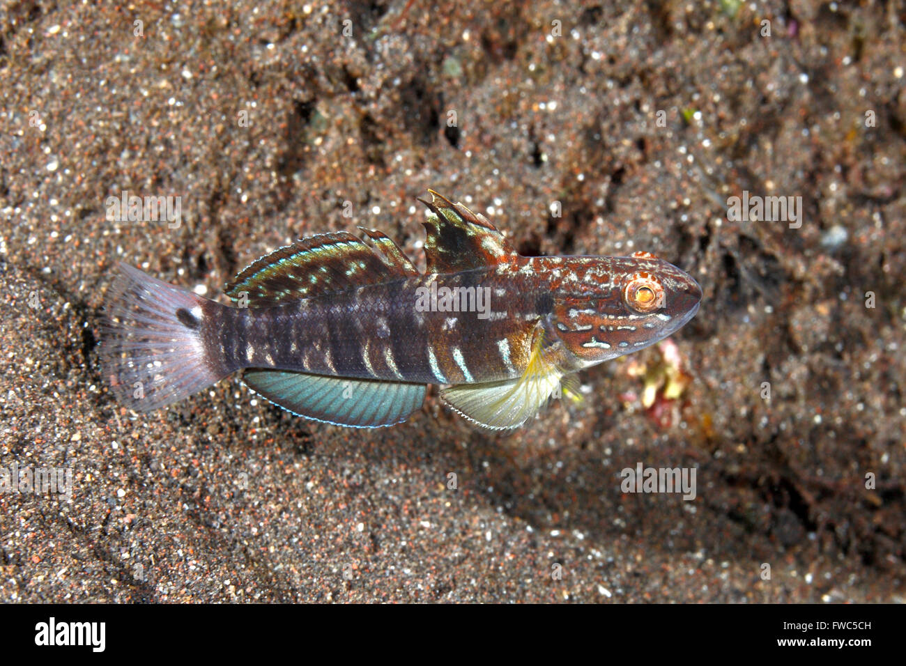 Banded Goby, Amblygobius phalaena. Also known as White-barred Goby. Tulamben, Bali, Indonesia. Bali Sea, Indian Ocean Stock Photo