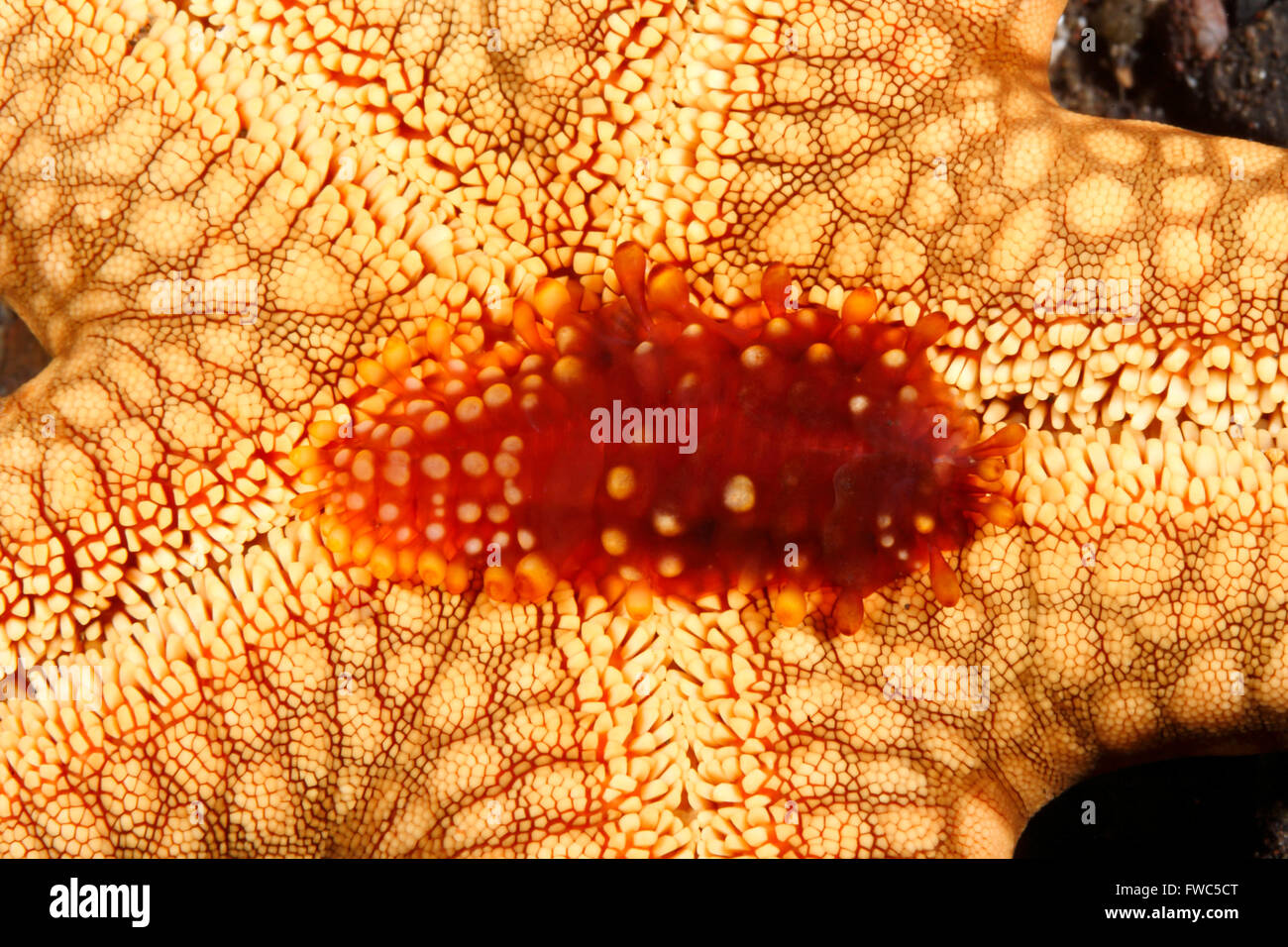 Polynoid Scale worm, Asterophilia carlae, living underneath a Sea Star. Tulamben, Bali, Indonesia. Bali Sea, Indian Ocean Stock Photo