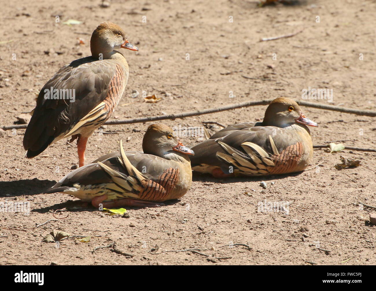 Three Plumed whistling ducks (Dendrocygna eytoni), native to New Guinea and Australia, also known as Grass whistle duck Stock Photo