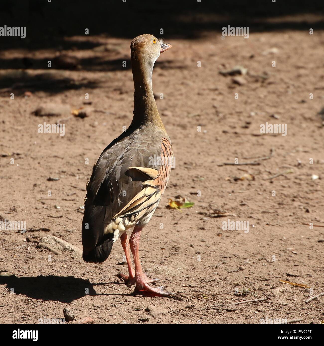 Plumed whistling duck (Dendrocygna eytoni), native to New Guinea and Australia, also known as Australasian Grass whistle duck Stock Photo