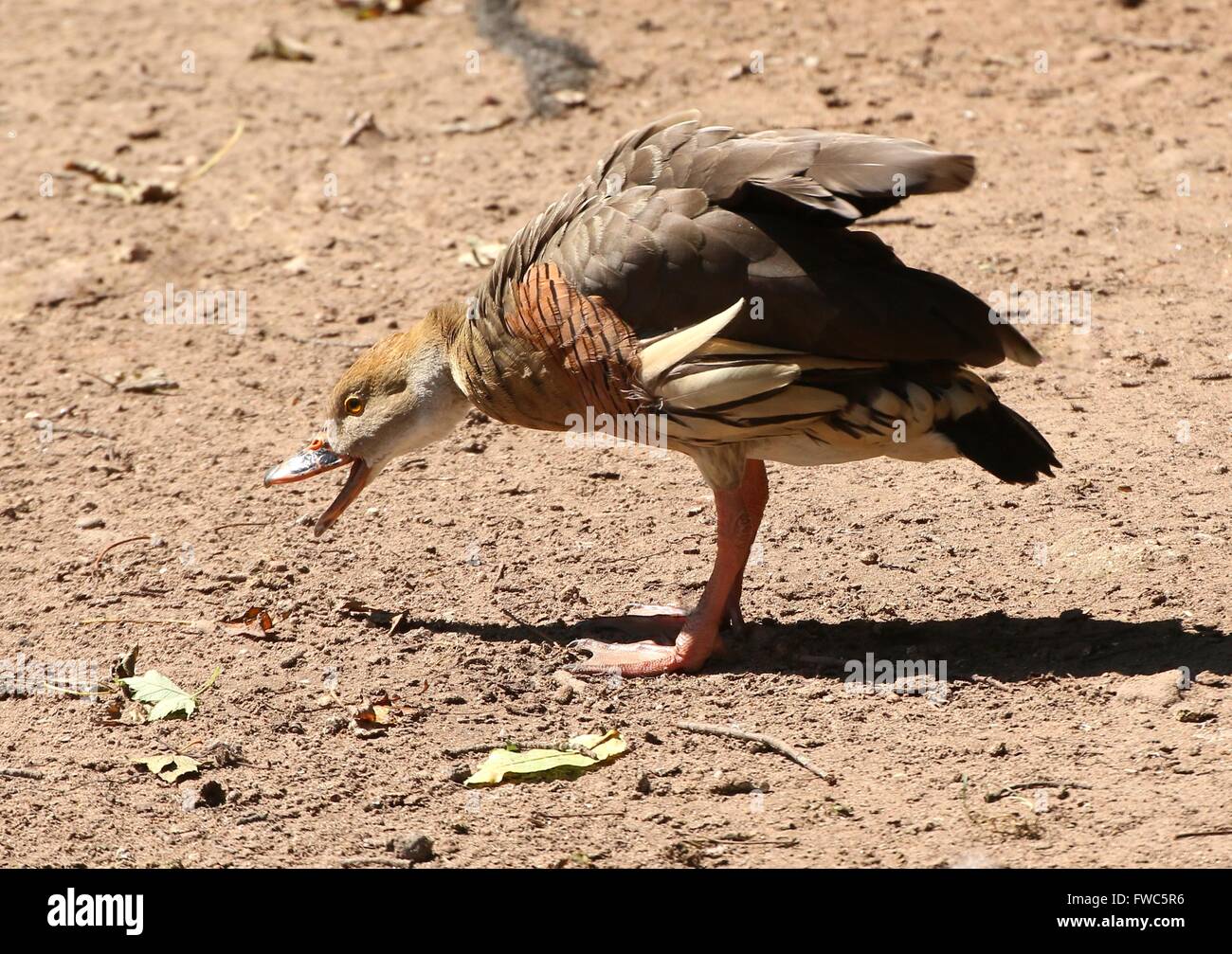 Plumed whistling duck (Dendrocygna eytoni) in a funny pose. Native to New Guinea and Australia, also known as Grass whistle duck Stock Photo