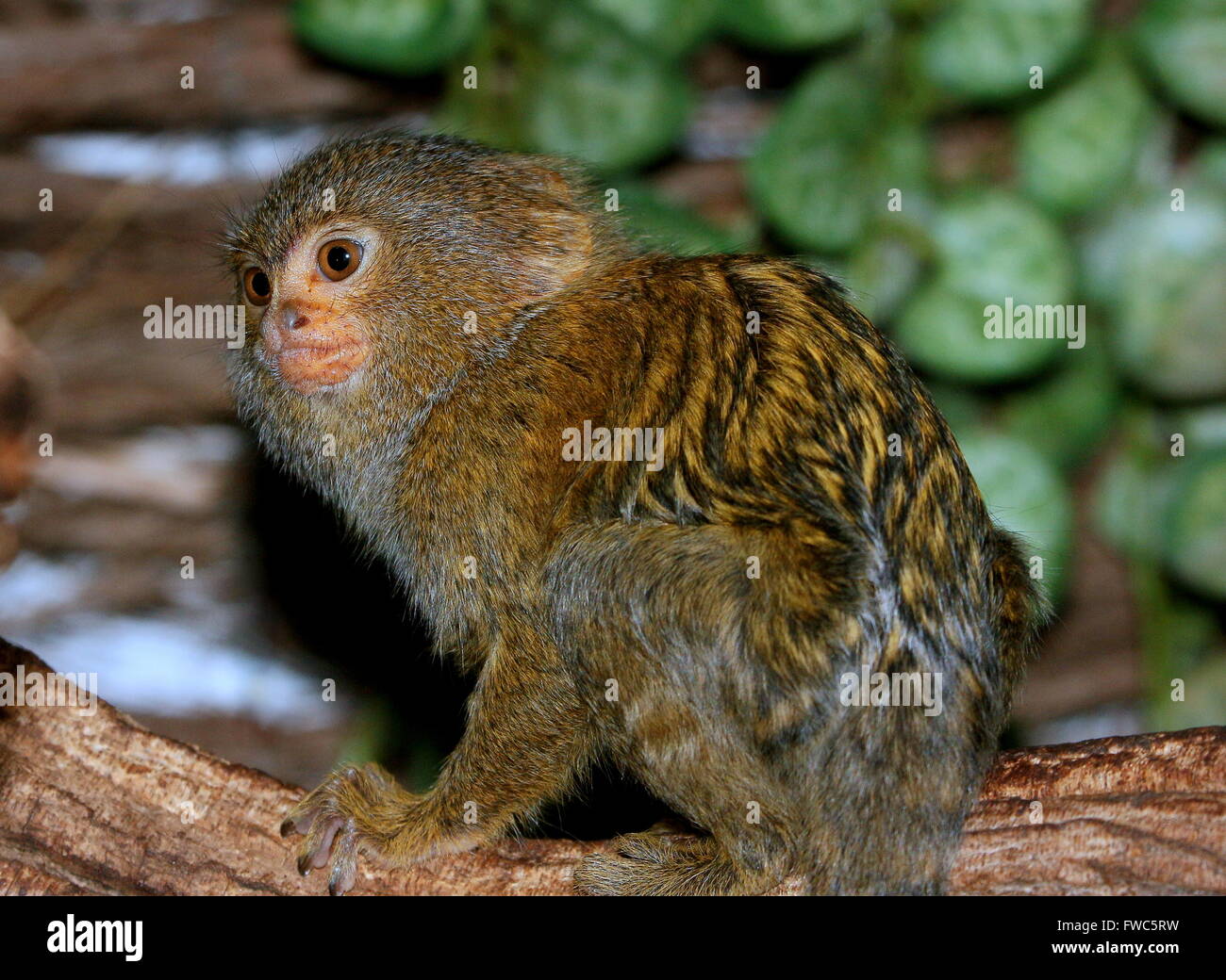 South American Pygmy marmoset (Callithrix pygmaea, Cebuella pygmaea),  native to the Ecuadorian & Brazilian Amazon rainforest Stock Photo - Alamy