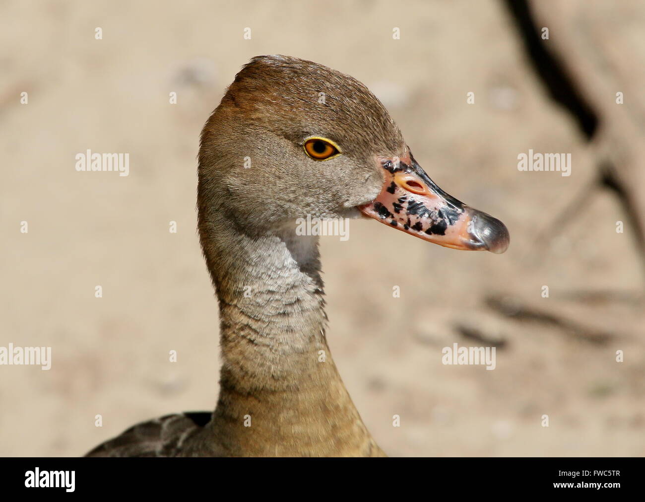 Plumed whistling duck (Dendrocygna eytoni), native to New Guinea and Australia, also known as Australasian Grass whistle duck Stock Photo