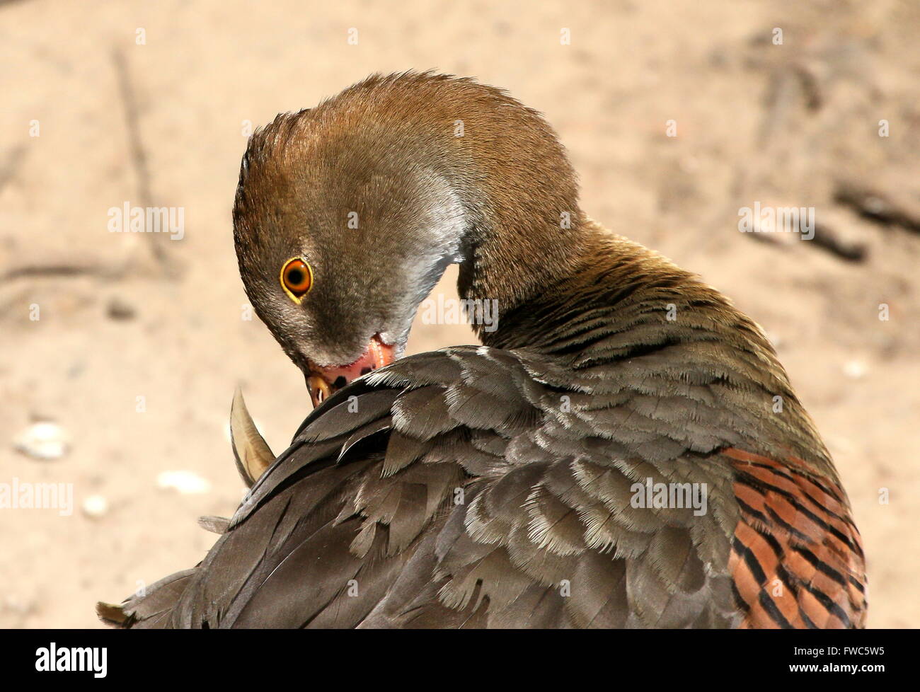 Preening Plumed whistling duck (Dendrocygna eytoni), native to New Guinea and Australia, also known as Grass whistle duck Stock Photo