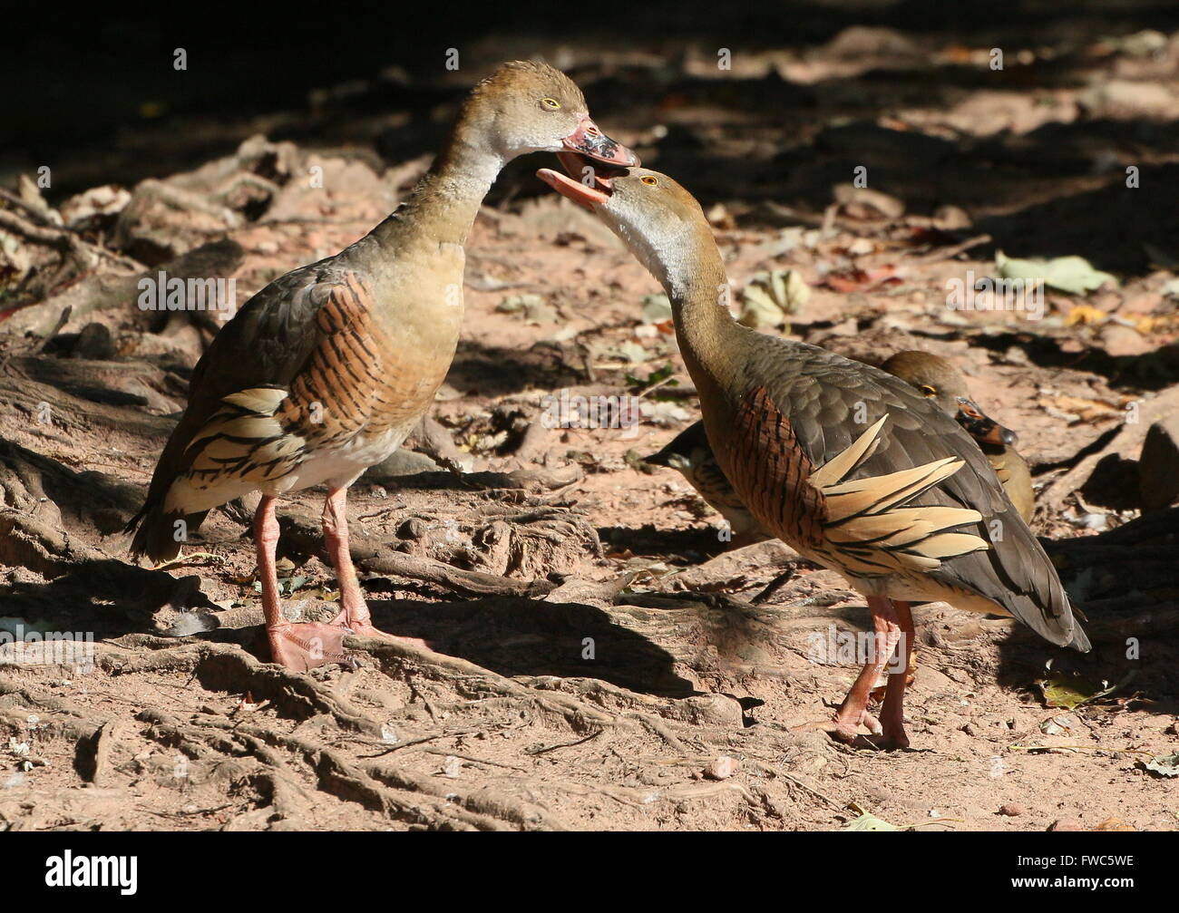 Quirky Plumed whistling ducks (Dendrocygna eytoni), native to New Guinea and Australia, also known as Grass whistle duck Stock Photo