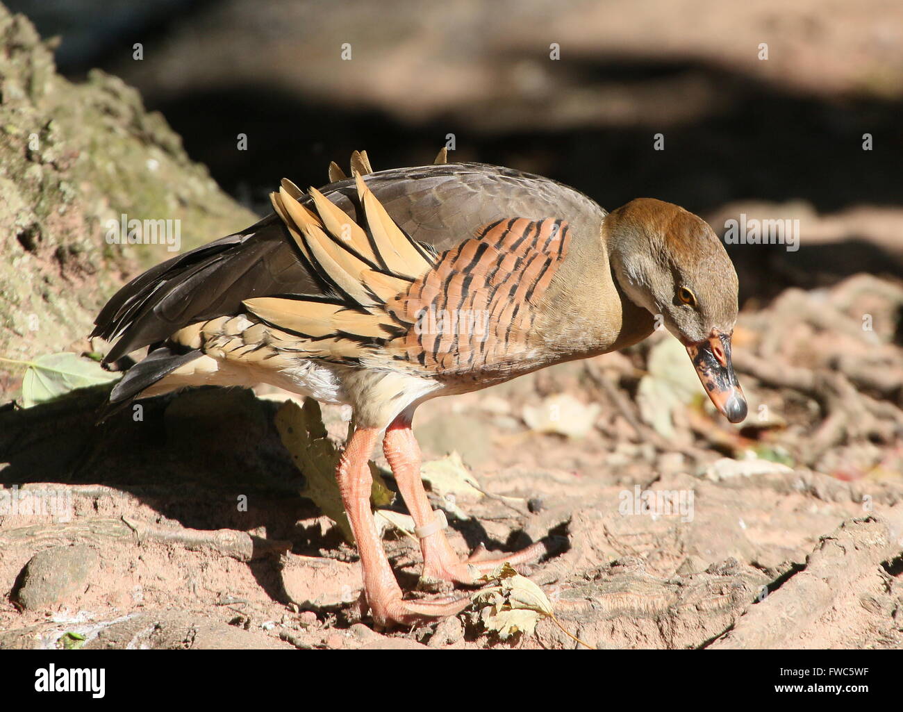 Plumed whistling duck (Dendrocygna eytoni), native to New Guinea and Australia, also known as Australasian Grass whistle duck Stock Photo