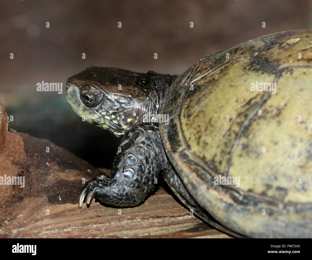Southern European pond turtle or pond terrapin (Emys orbicularis Stock ...