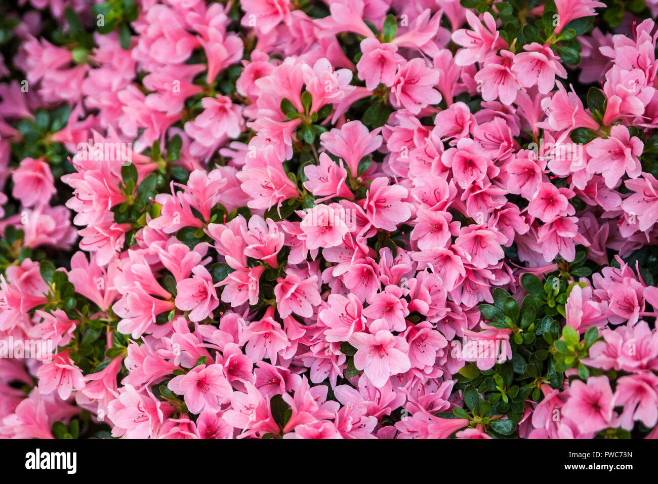 Ericaceae, Rhododendron, Azaleas. Group of pink azaleas Stock Photo - Alamy