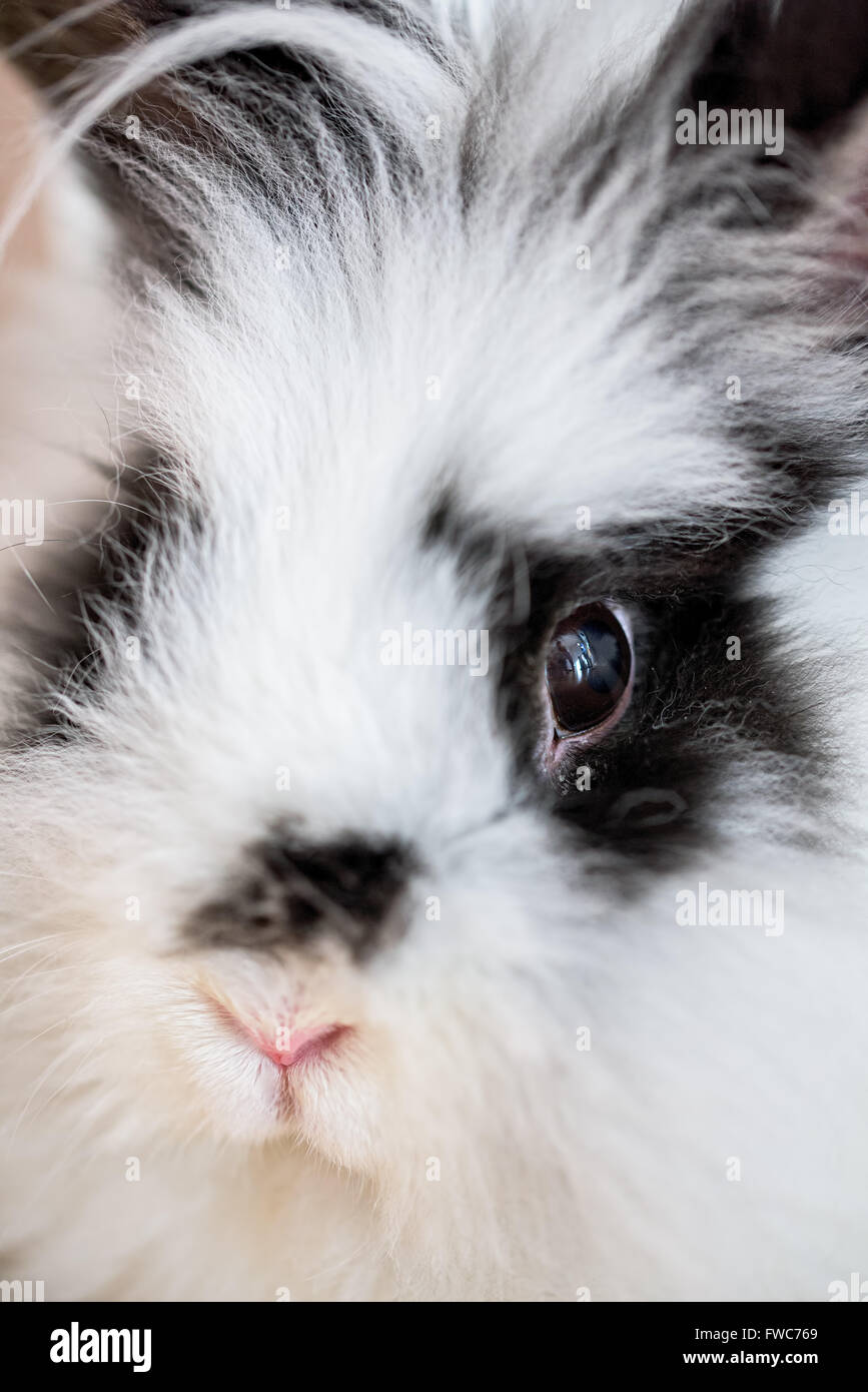 Headshot of a rabbit Stock Photo