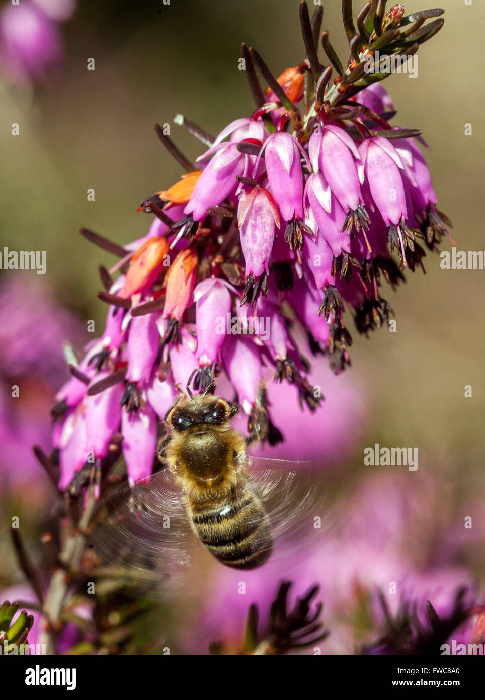 Flowering Erica carnea Winter Heath and pollinating bee on a flower Stock Photo