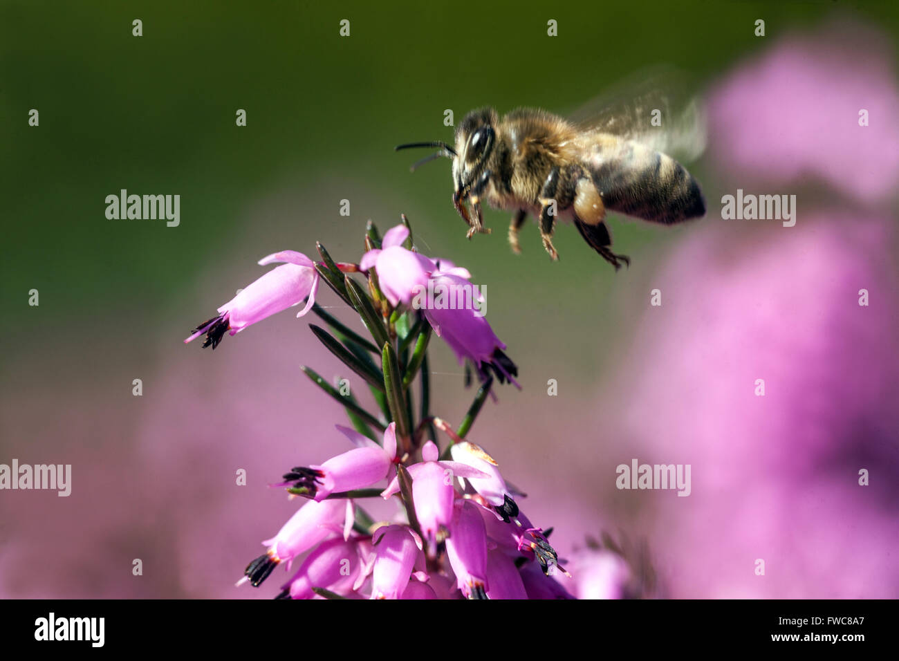 Honey Bee flying to flower close up, Erica carnea Winter Heath Spring Stock Photo