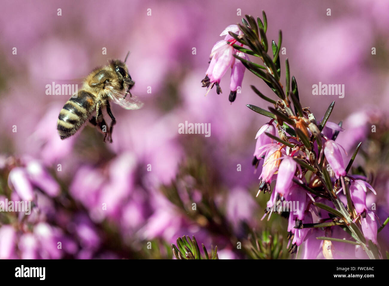 Honey Bee flying to flower, Flowering Erica carnea Winter Heath Stock Photo