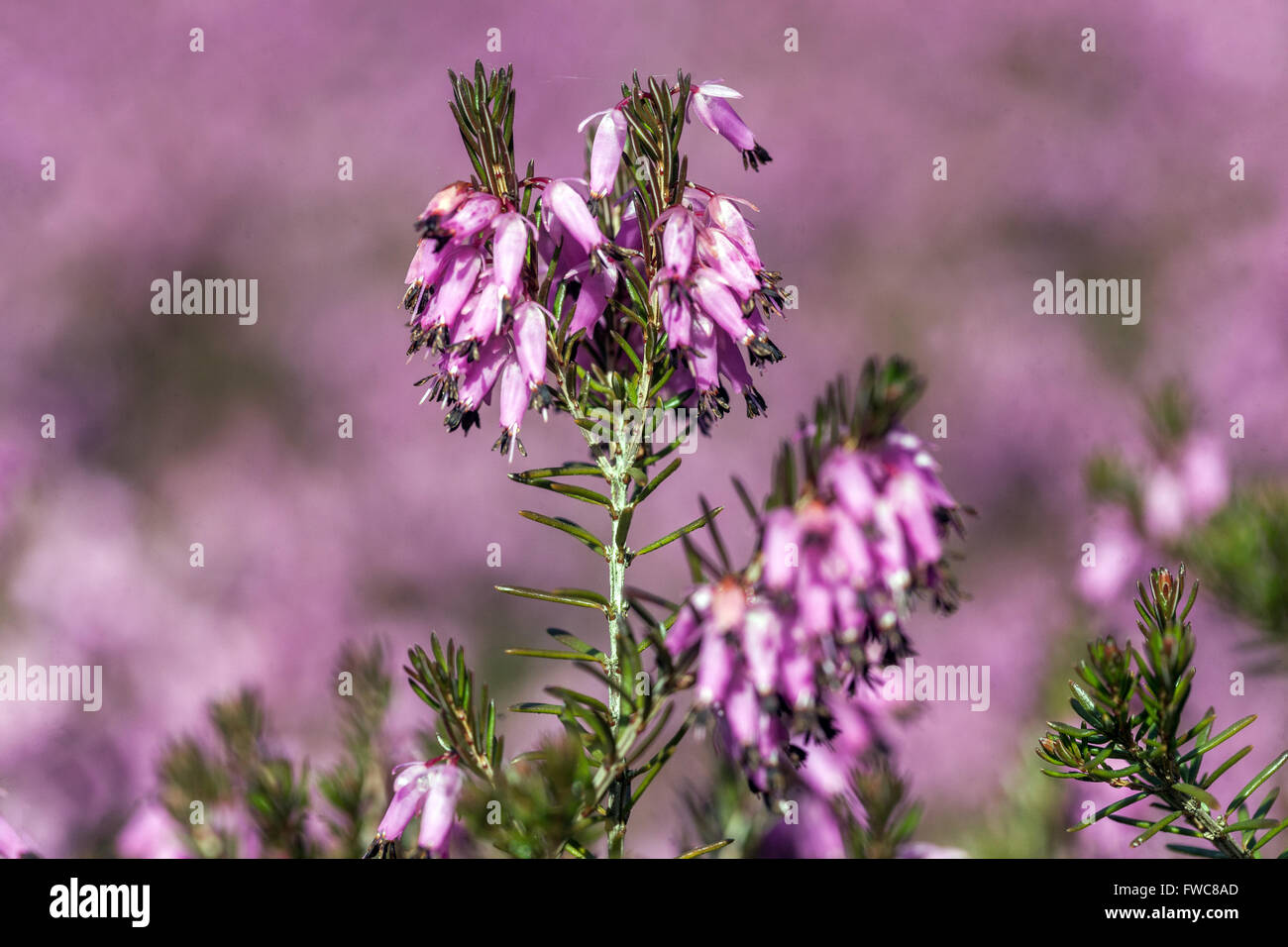 Flowering Erica carnea Winter Heath Stock Photo