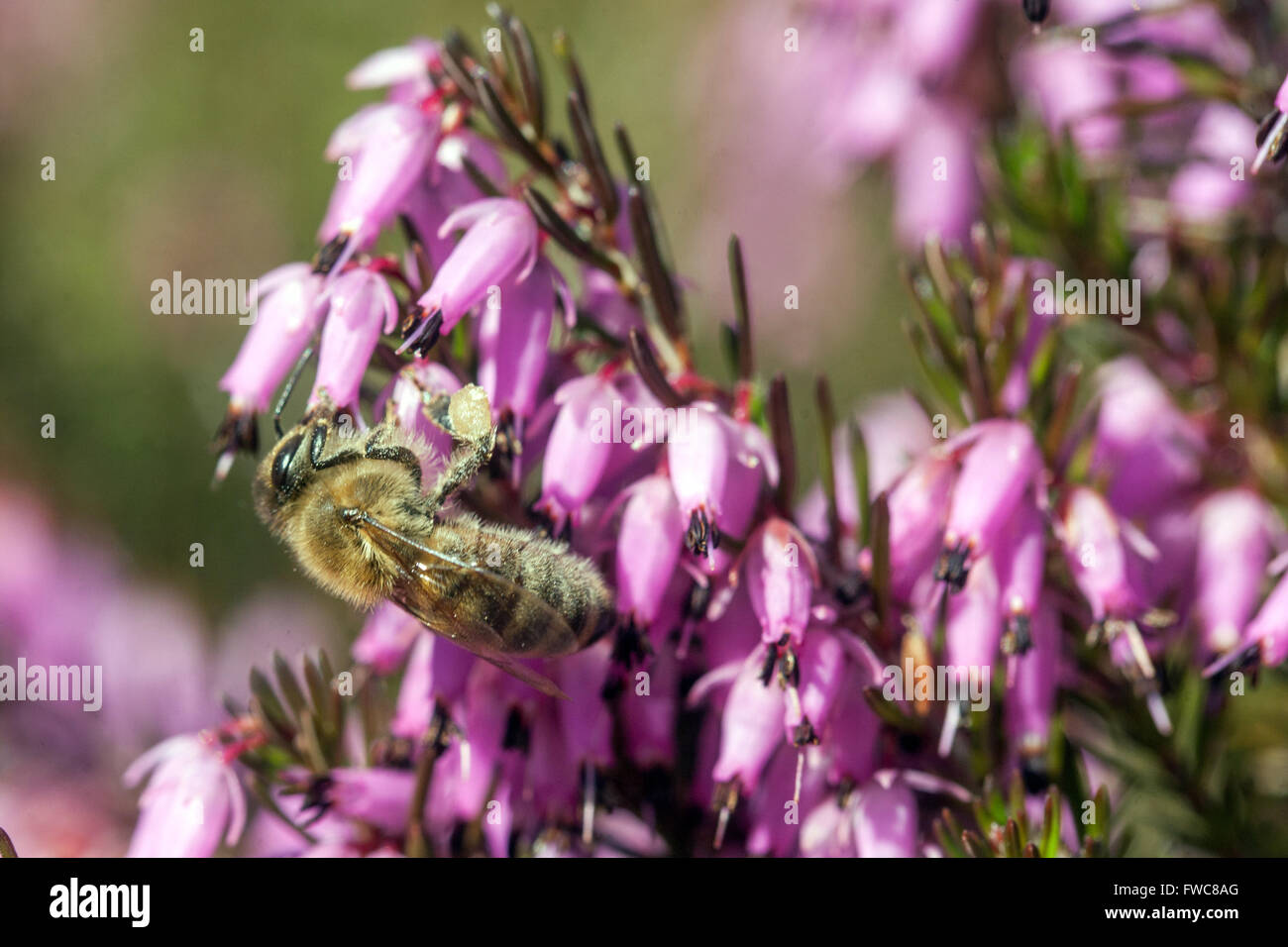Flowering Erica carnea Winter Heath and pollinating bee on a flower Stock Photo