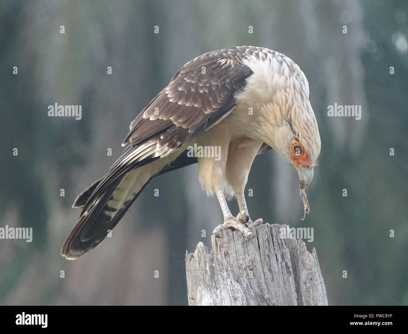 Predatory birds in Costa Rica Stock Photo