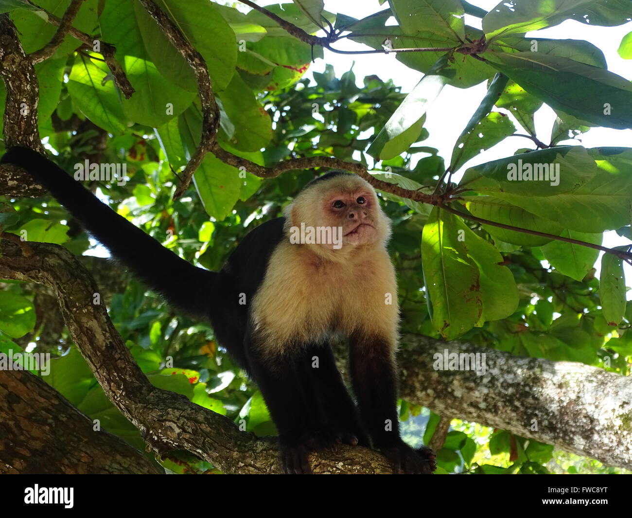 white-faced capuchin monkey, in National Park Manuel Antonio Costa rica Stock Photo
