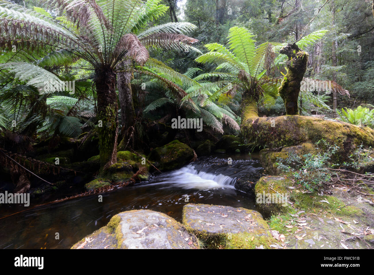 Tree Ferns (Dicksonia antarctica), Temperate Forest, Mount Field
