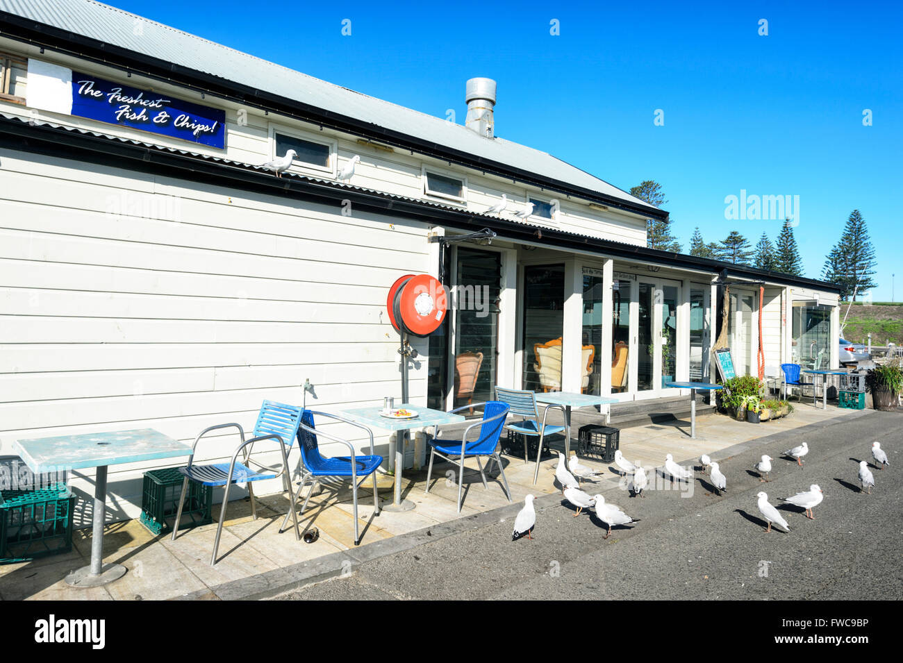 Seagulls about to scavenge leftovers outside a Fish and Chips Shop, Kiama, Illawarra Coast, New South Wales, Australia Stock Photo