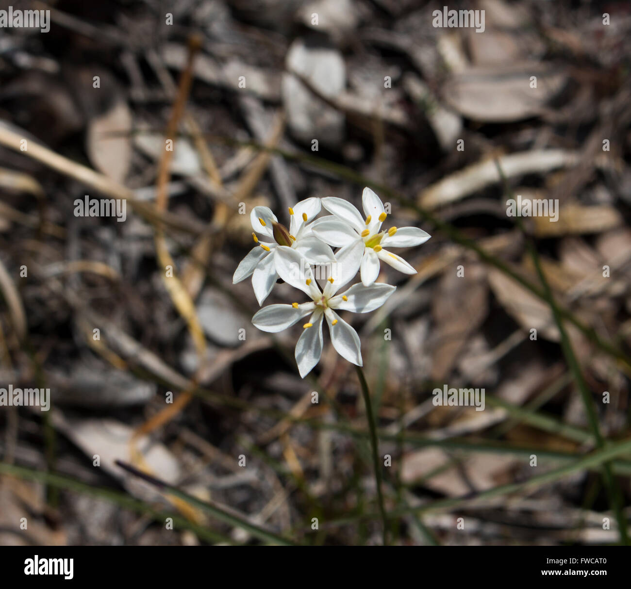 Six petalled  white flowers of Burchardia  congesta or Milkmaids  a small  West Australian wildflower  growing  in spring. Stock Photo