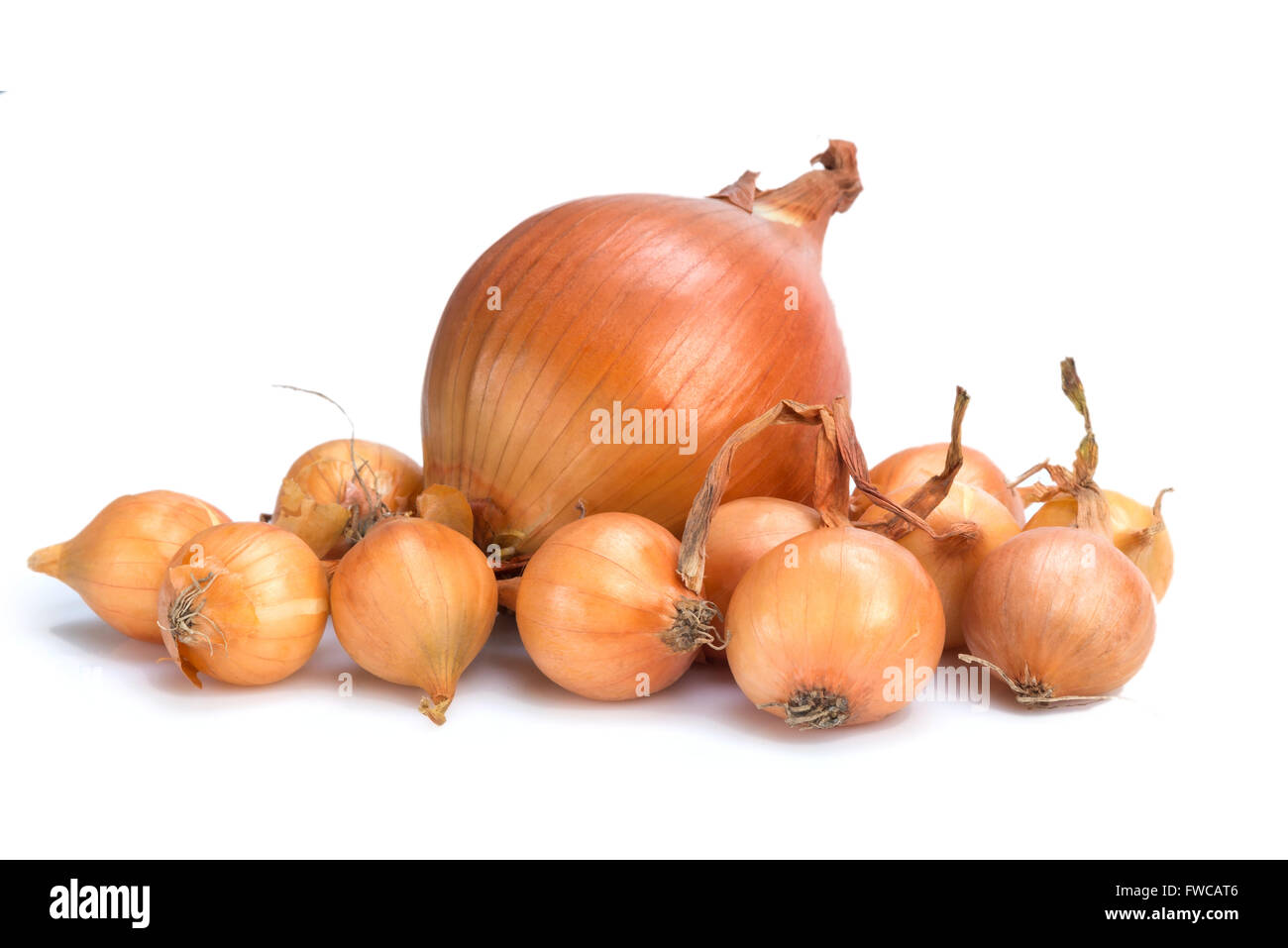 Onion. A bulb large, and bulbils - seedling Stock Photo
