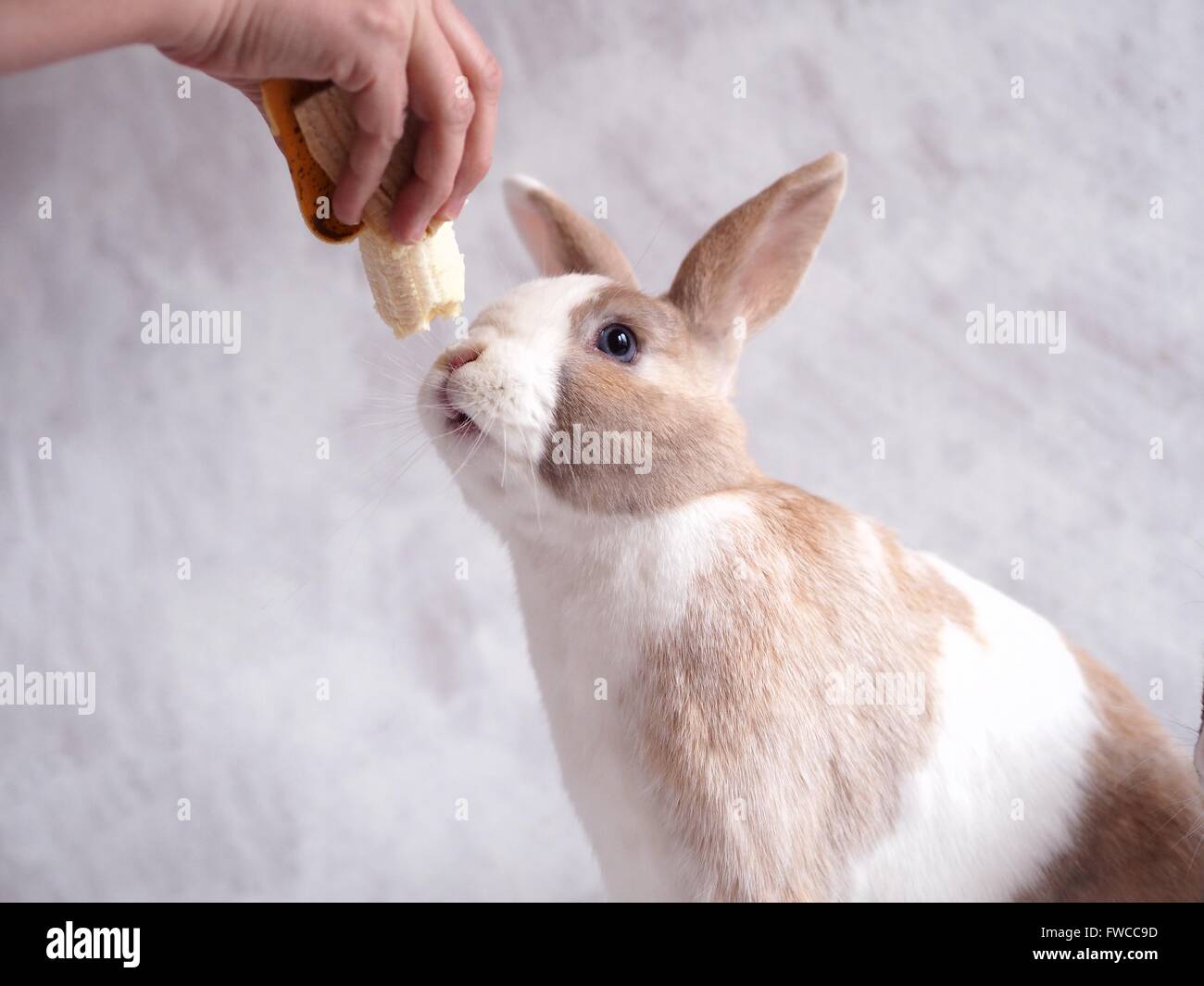 Brown and white bunny eating banana Stock Photo Alamy