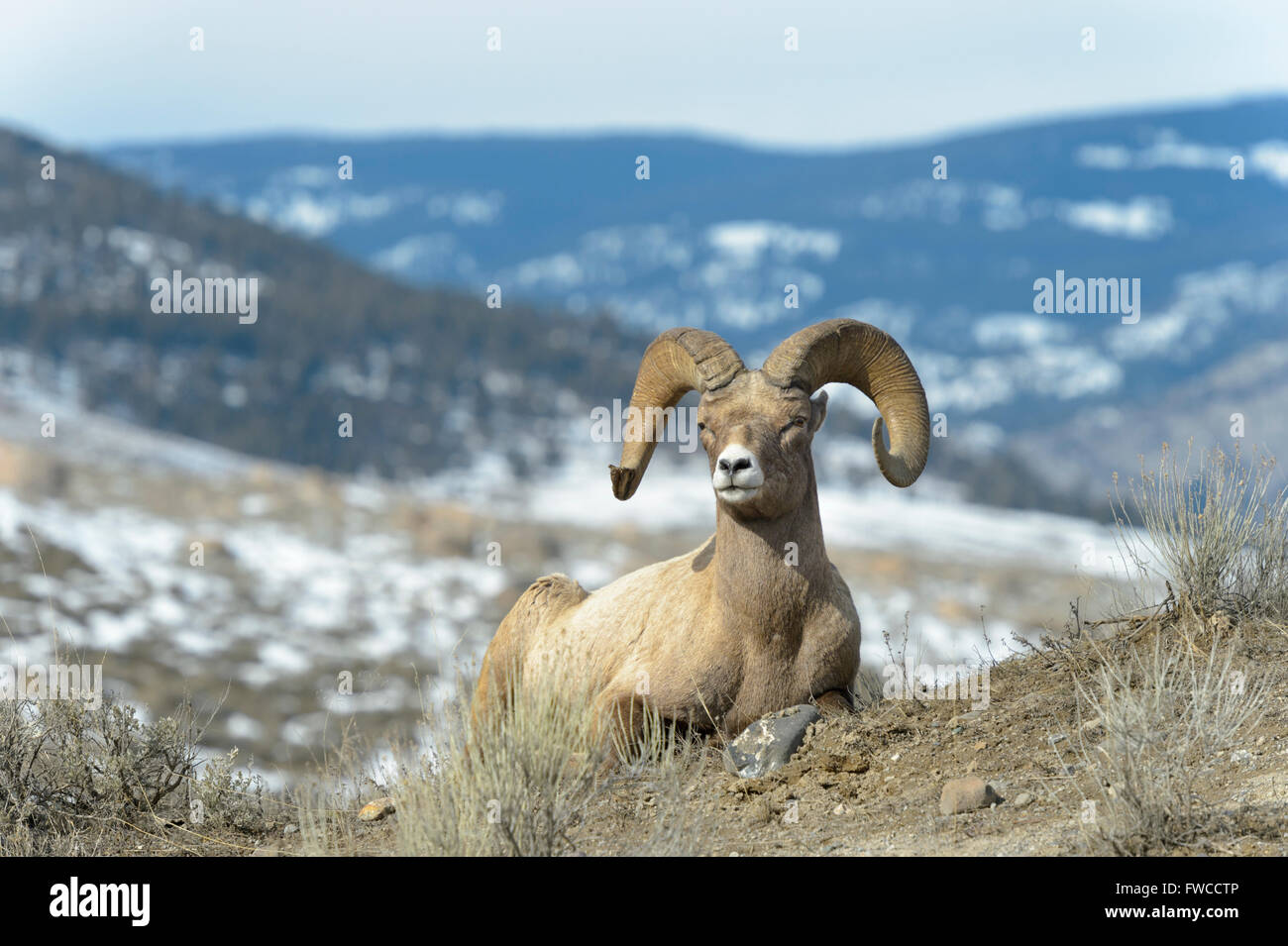 Bighorn Sheep (Ovis canadensis) ram, lying down on ridge, Yellowstone National Park, Wyoming, USA. Stock Photo