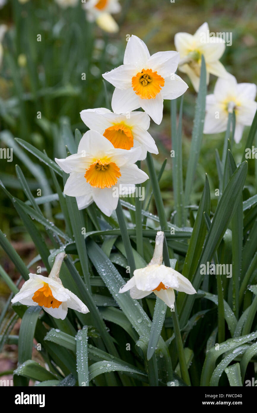 Daffodil's in a garden Narcissus Stock Photo