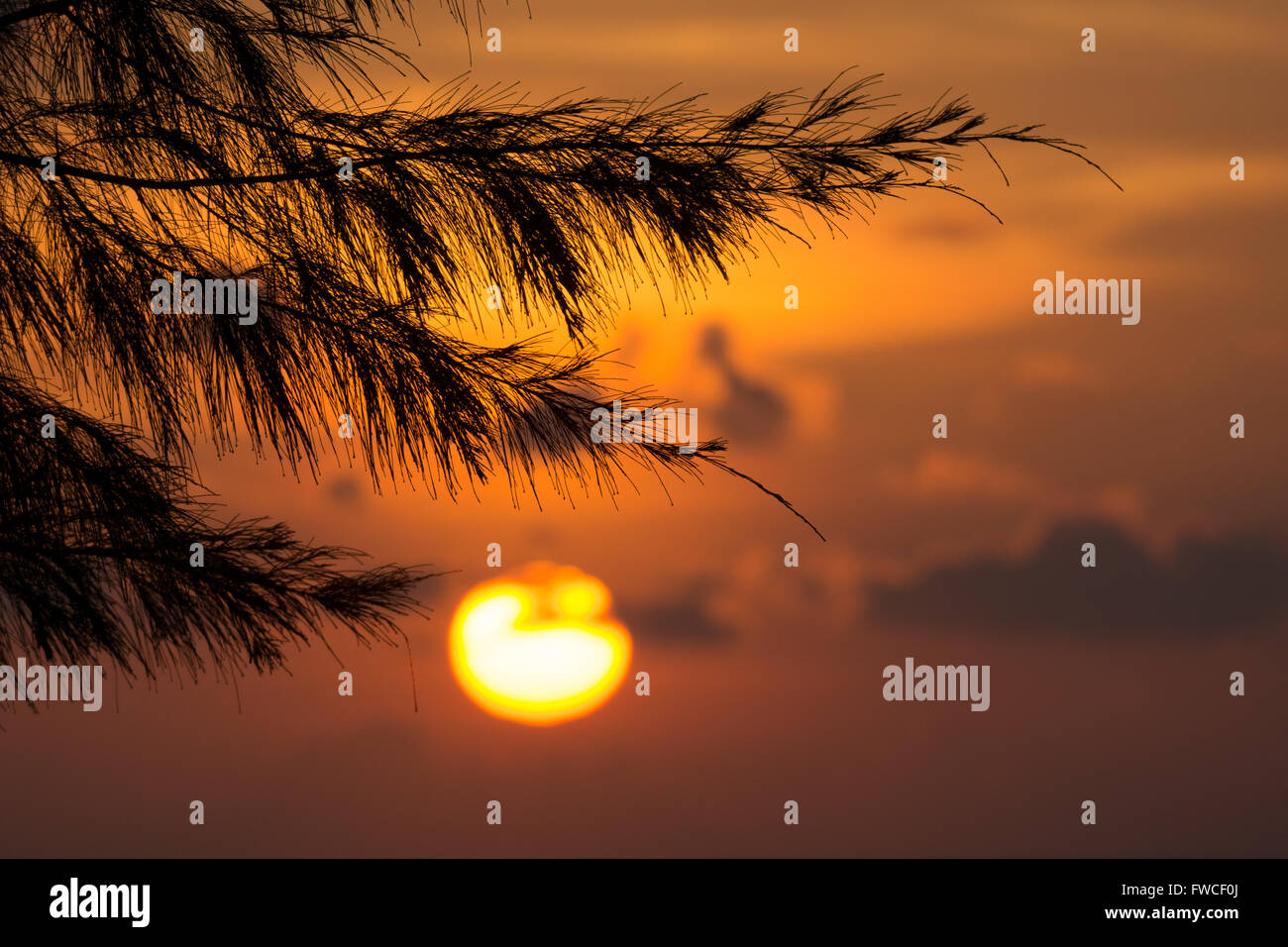 Majestic sunrise over pine tree in Terengganu, Malaysia. Stock Photo