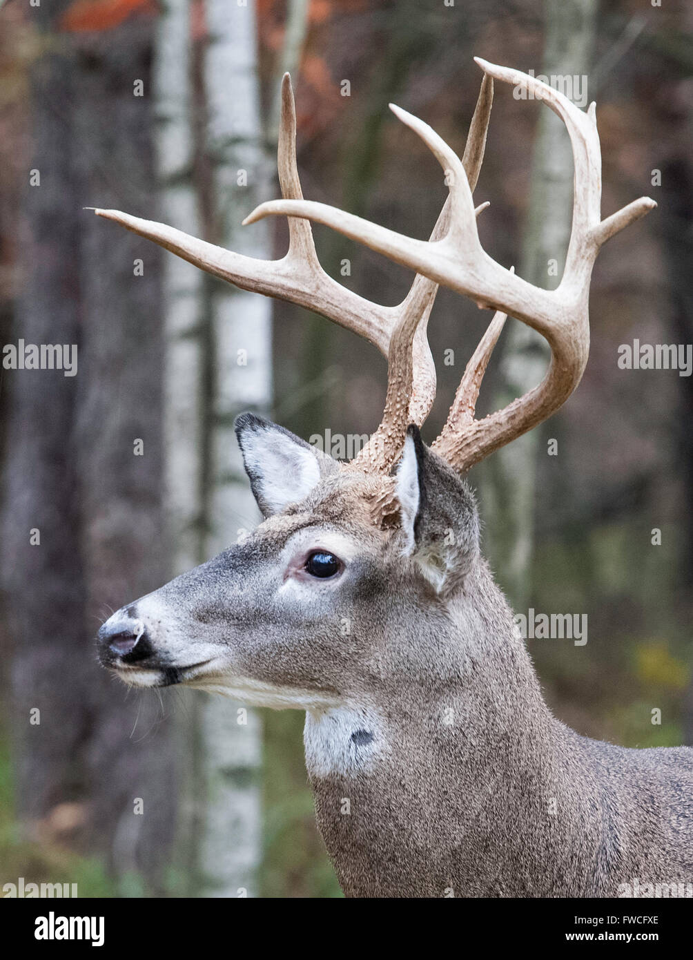 Side Portrait of Large 8 Point White Tailed Buck Stock Photo