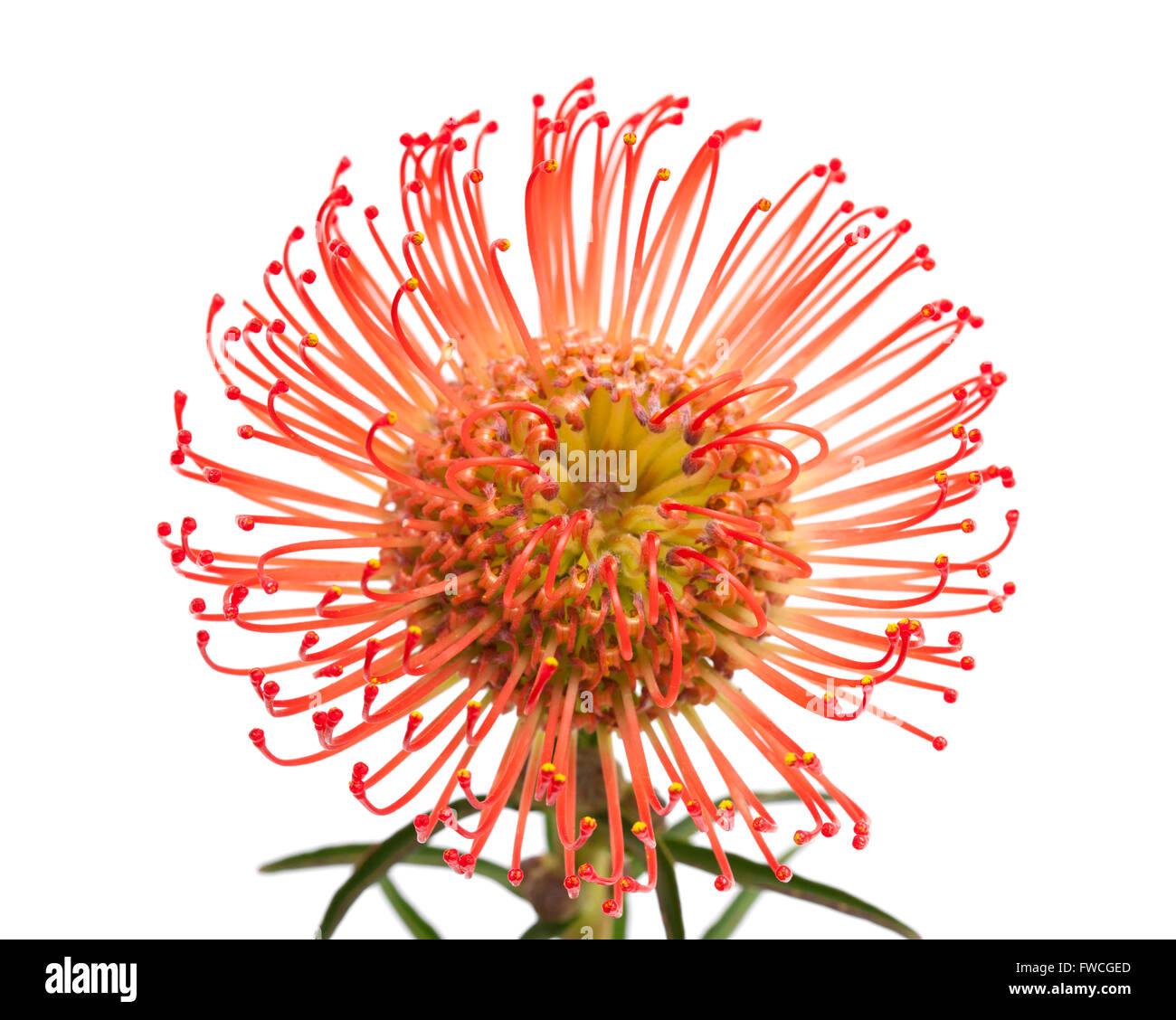 red protea flower isolated on white background Stock Photo