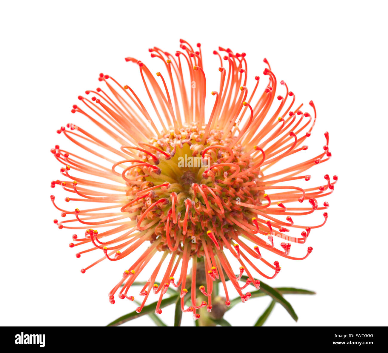 red protea flower isolated on white background Stock Photo