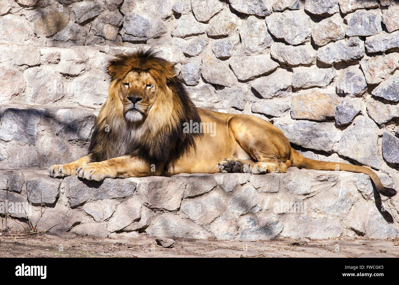 Lion in the zoo Stock Photo - Alamy