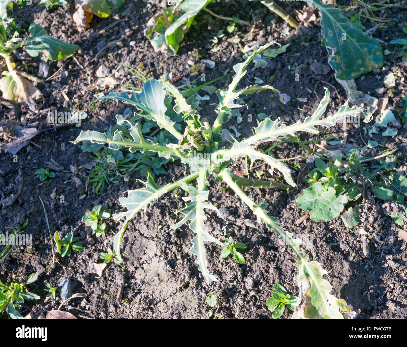Cabbage in allotment garden, stripped by wood pigeons,  England, UK Stock Photo
