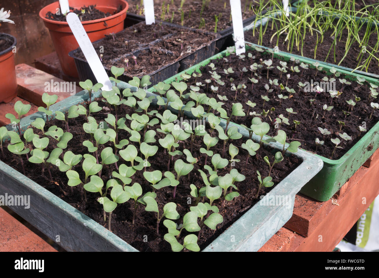 Brassica seedlings in trays on staging within an amateur gardener's