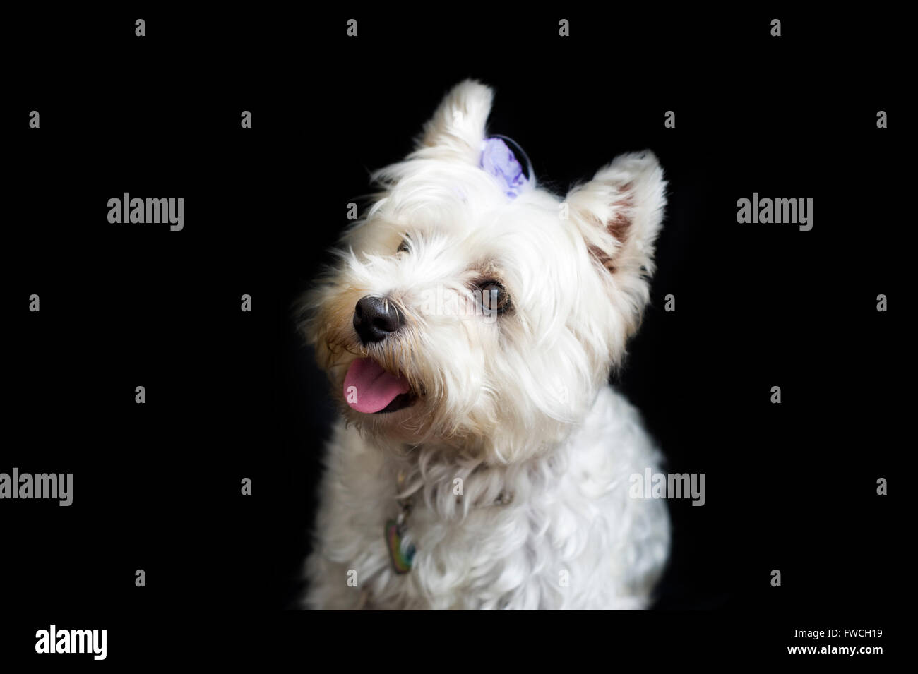 westie head cut