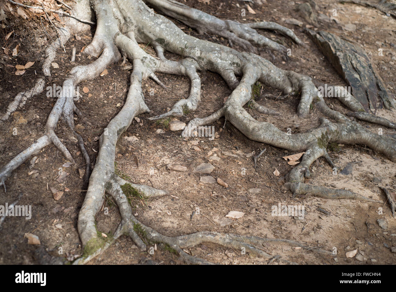 Stability and strength hi-res stock photography and images - Alamy