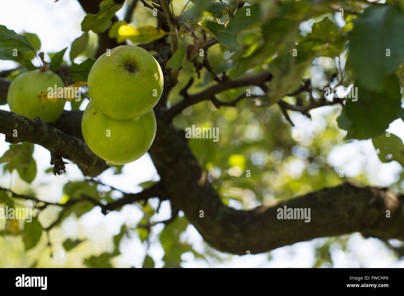 Ripe tree fruit hi-res stock photography and images - Alamy