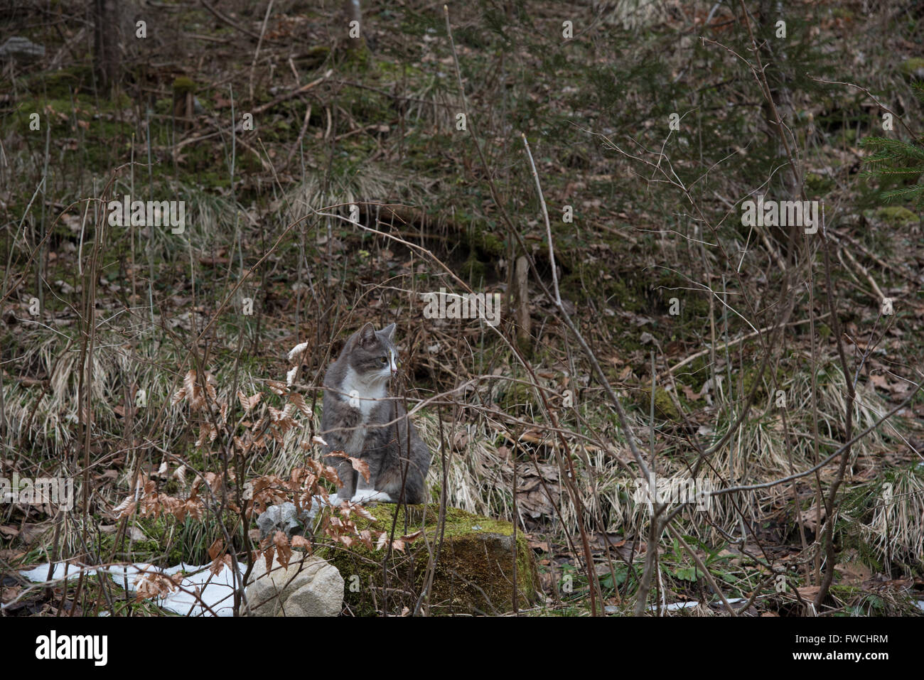 Cat in the forest Stock Photo - Alamy