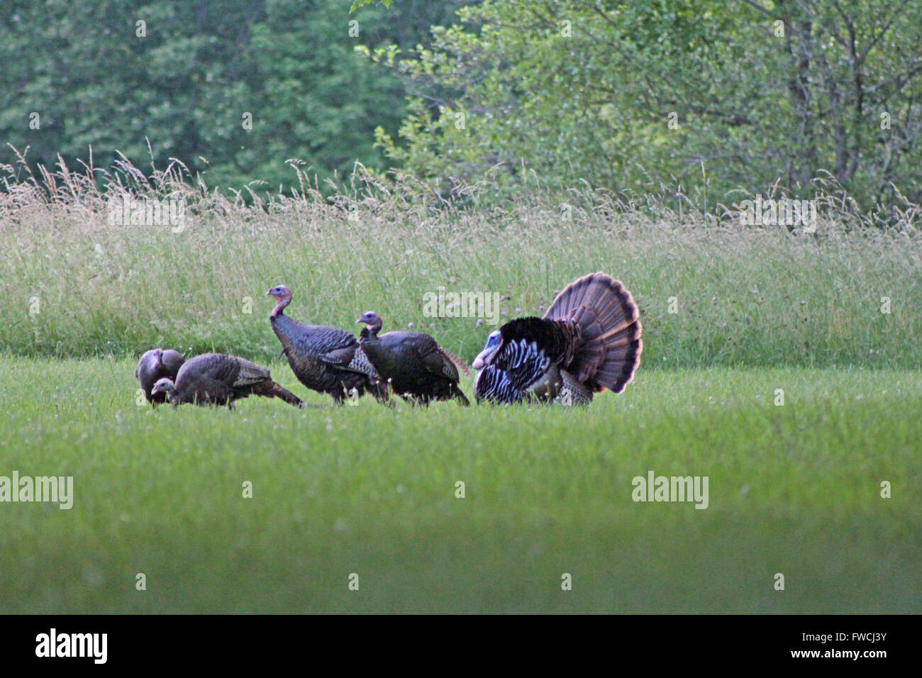 Wild turkey mating dance hires stock photography and images Alamy