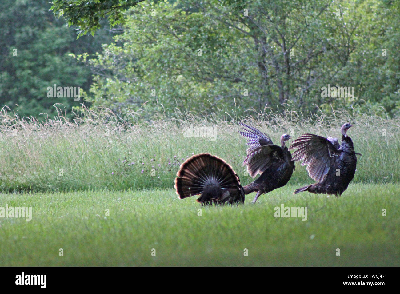 Rare Wild Turkey mating dance Stock Photo Alamy